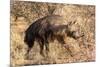 Brown hyaena walking through dry grass, Namibia-Sylvain Cordier-Mounted Photographic Print