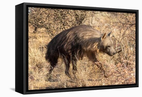 Brown hyaena walking through dry grass, Namibia-Sylvain Cordier-Framed Stretched Canvas