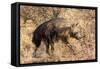 Brown hyaena walking through dry grass, Namibia-Sylvain Cordier-Framed Stretched Canvas