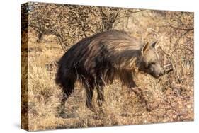 Brown hyaena walking through dry grass, Namibia-Sylvain Cordier-Stretched Canvas