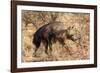 Brown hyaena walking through dry grass, Namibia-Sylvain Cordier-Framed Photographic Print