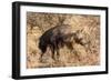 Brown hyaena walking through dry grass, Namibia-Sylvain Cordier-Framed Photographic Print