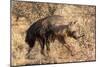 Brown hyaena walking through dry grass, Namibia-Sylvain Cordier-Mounted Photographic Print