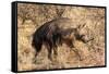 Brown hyaena walking through dry grass, Namibia-Sylvain Cordier-Framed Stretched Canvas