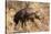 Brown hyaena walking through dry grass, Namibia-Sylvain Cordier-Stretched Canvas