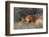 Brown hyaena walking through dry grass, Namibia-Sylvain Cordier-Framed Photographic Print