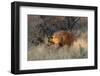 Brown hyaena walking through dry grass, Namibia-Sylvain Cordier-Framed Photographic Print