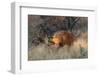 Brown hyaena walking through dry grass, Namibia-Sylvain Cordier-Framed Photographic Print