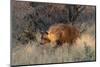 Brown hyaena walking through dry grass, Namibia-Sylvain Cordier-Mounted Photographic Print