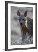 Brown Hyena (Hyaena Brunnea) (Formerly Parahyaena Brunnea)-James Hager-Framed Photographic Print