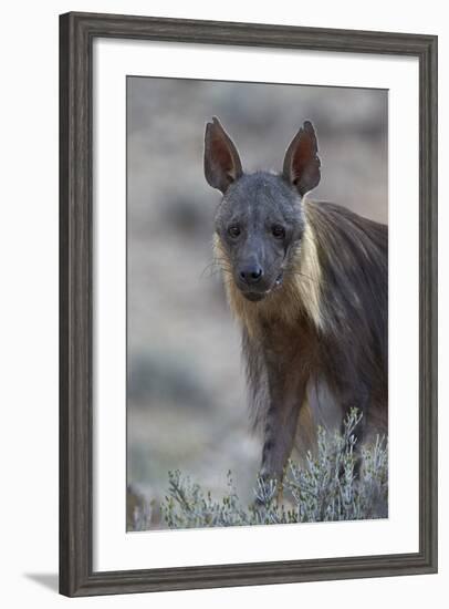 Brown Hyena (Hyaena Brunnea) (Formerly Parahyaena Brunnea)-James Hager-Framed Photographic Print