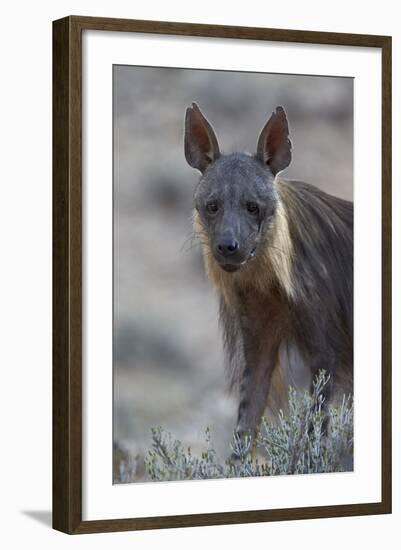 Brown Hyena (Hyaena Brunnea) (Formerly Parahyaena Brunnea)-James Hager-Framed Photographic Print