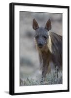 Brown Hyena (Hyaena Brunnea) (Formerly Parahyaena Brunnea)-James Hager-Framed Photographic Print