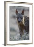 Brown Hyena (Hyaena Brunnea) (Formerly Parahyaena Brunnea)-James Hager-Framed Photographic Print