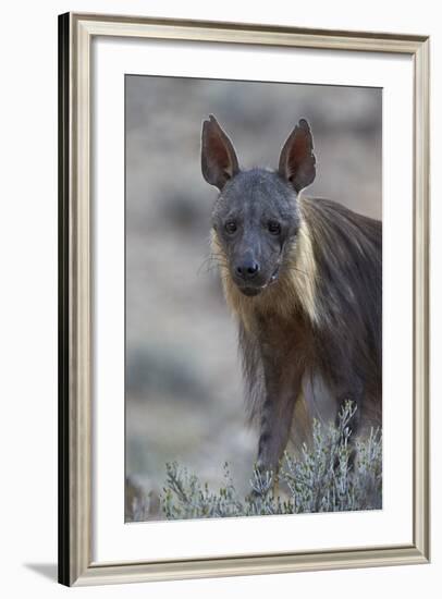 Brown Hyena (Hyaena Brunnea) (Formerly Parahyaena Brunnea)-James Hager-Framed Photographic Print