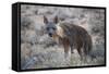 Brown Hyena (Hyaena Brunnea) (Formerly Parahyaena Brunnea)-James Hager-Framed Stretched Canvas