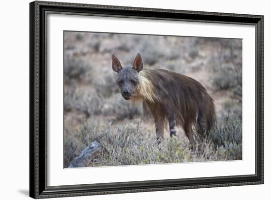 Brown Hyena (Hyaena Brunnea) (Formerly Parahyaena Brunnea)-James Hager-Framed Photographic Print