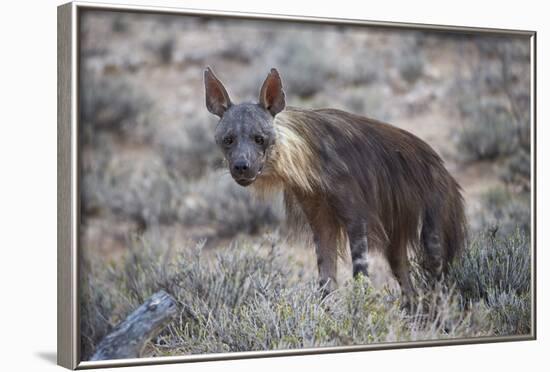 Brown Hyena (Hyaena Brunnea) (Formerly Parahyaena Brunnea)-James Hager-Framed Photographic Print