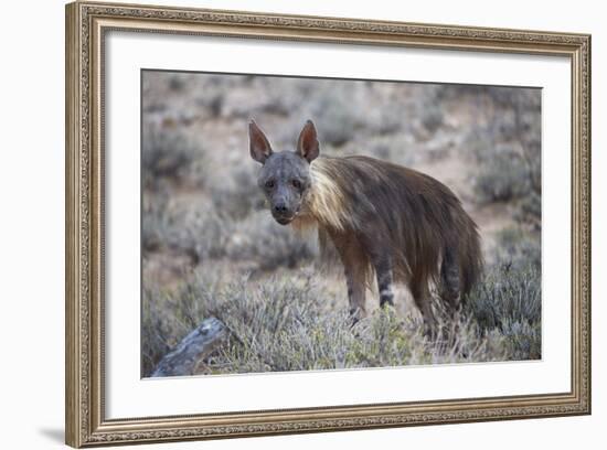 Brown Hyena (Hyaena Brunnea) (Formerly Parahyaena Brunnea)-James Hager-Framed Photographic Print