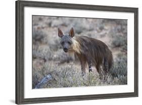 Brown Hyena (Hyaena Brunnea) (Formerly Parahyaena Brunnea)-James Hager-Framed Photographic Print