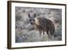 Brown Hyena (Hyaena Brunnea) (Formerly Parahyaena Brunnea)-James Hager-Framed Photographic Print