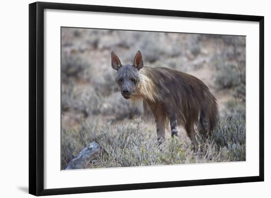 Brown Hyena (Hyaena Brunnea) (Formerly Parahyaena Brunnea)-James Hager-Framed Photographic Print