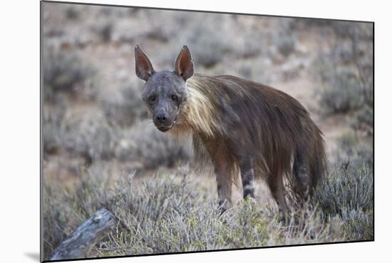 Brown Hyena (Hyaena Brunnea) (Formerly Parahyaena Brunnea)-James Hager-Mounted Photographic Print