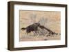 Brown Hyena (Hyaena Brunnea) Scavenging Remains of Lion Kill-Ann and Steve Toon-Framed Photographic Print