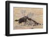 Brown Hyena (Hyaena Brunnea) Scavenging Remains of Lion Kill-Ann and Steve Toon-Framed Photographic Print