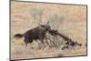 Brown Hyena (Hyaena Brunnea) Scavenging Remains of Lion Kill-Ann and Steve Toon-Mounted Photographic Print