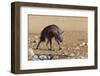 Brown Hyena (Hyaena Brunnea)-Ann and Steve Toon-Framed Photographic Print