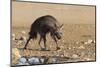 Brown Hyena (Hyaena Brunnea)-Ann and Steve Toon-Mounted Photographic Print