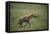 Brown Hyena Running in Grass-DLILLC-Framed Stretched Canvas