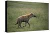 Brown Hyena Running in Grass-DLILLC-Stretched Canvas