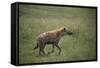Brown Hyena Running in Grass-DLILLC-Framed Stretched Canvas