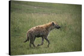 Brown Hyena Running in Grass-DLILLC-Stretched Canvas