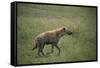 Brown Hyena Running in Grass-DLILLC-Framed Stretched Canvas