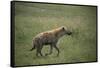 Brown Hyena Running in Grass-DLILLC-Framed Stretched Canvas