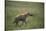 Brown Hyena Running in Grass-DLILLC-Stretched Canvas