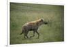 Brown Hyena Running in Grass-DLILLC-Framed Photographic Print