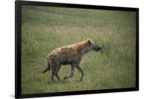 Brown Hyena Running in Grass-DLILLC-Framed Photographic Print