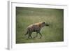 Brown Hyena Running in Grass-DLILLC-Framed Photographic Print