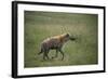 Brown Hyena Running in Grass-DLILLC-Framed Photographic Print