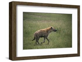 Brown Hyena Running in Grass-DLILLC-Framed Photographic Print