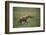 Brown Hyena Running in Grass-DLILLC-Framed Photographic Print