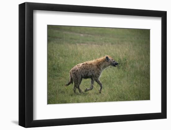 Brown Hyena Running in Grass-DLILLC-Framed Photographic Print