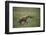 Brown Hyena Running in Grass-DLILLC-Framed Photographic Print