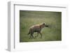 Brown Hyena Running in Grass-DLILLC-Framed Photographic Print