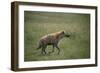 Brown Hyena Running in Grass-DLILLC-Framed Photographic Print