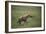 Brown Hyena Running in Grass-DLILLC-Framed Photographic Print